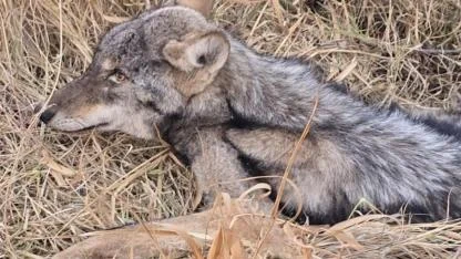 Bitkin halde bulunan kurt, Kars'ta koruma altına alındı