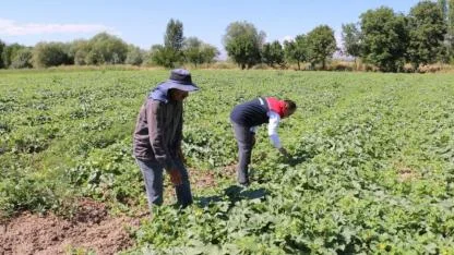 ÇKS başvurularında son gün  31 Aralık