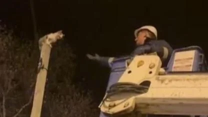 Direkte mahsur kalan kediyi Aras EDAŞ ekipleri kurtardı