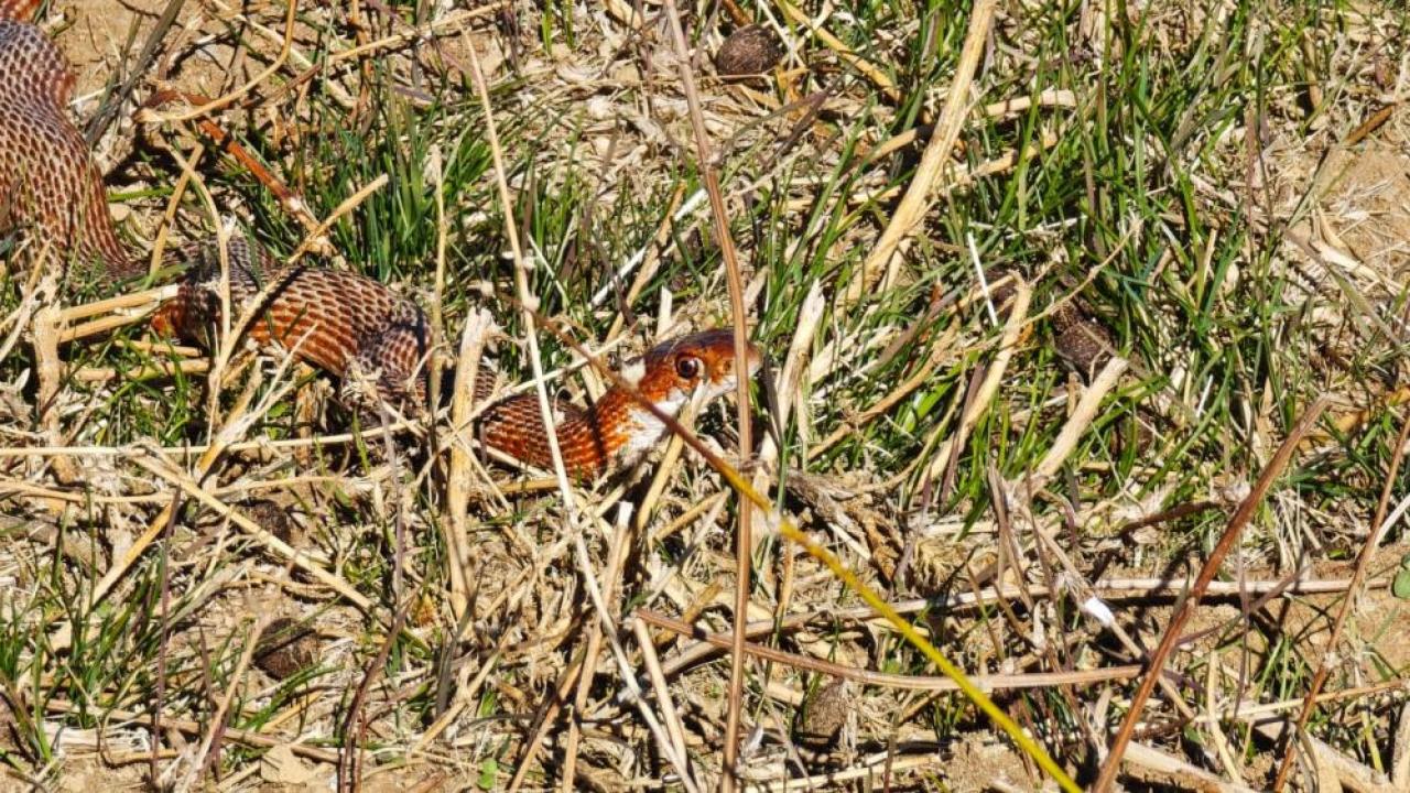 Doğa gezgininin objektifine kırmızı yılan yakalandı