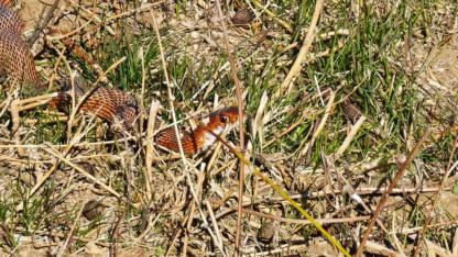 Doğa gezgininin objektifine kırmızı yılan yakalandı