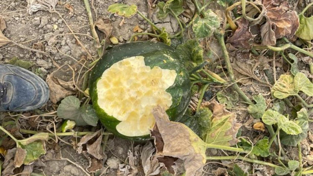 Domuzlar bahçeleri talan etti