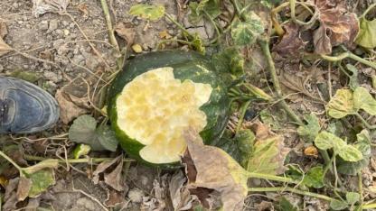 Domuzlar bahçeleri talan etti