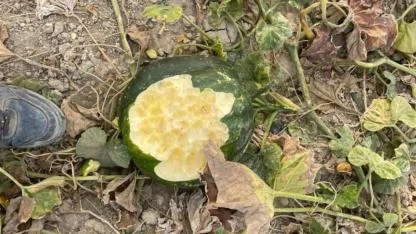 Domuzlar bahçeleri talan etti