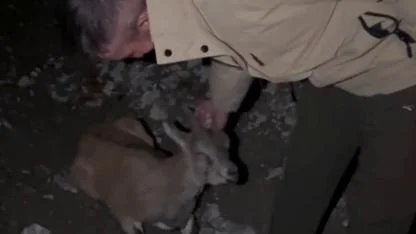 Gençler yaralı yaban keçisinin başından ayrılmadı