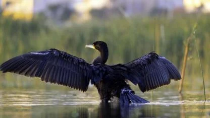 Ekşisu Sazlığı, yüzlerce göçmen kuşu ağırlıyor
