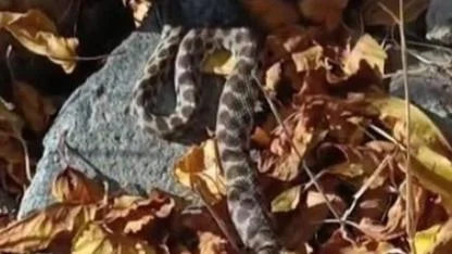 Engerek yılanlarına gösterdiği davranışla dikkat çekti