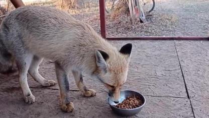 Evinin bahçesine gelen tilkiyi besledi