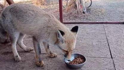 Evinin bahçesine gelen tilkiyi besledi