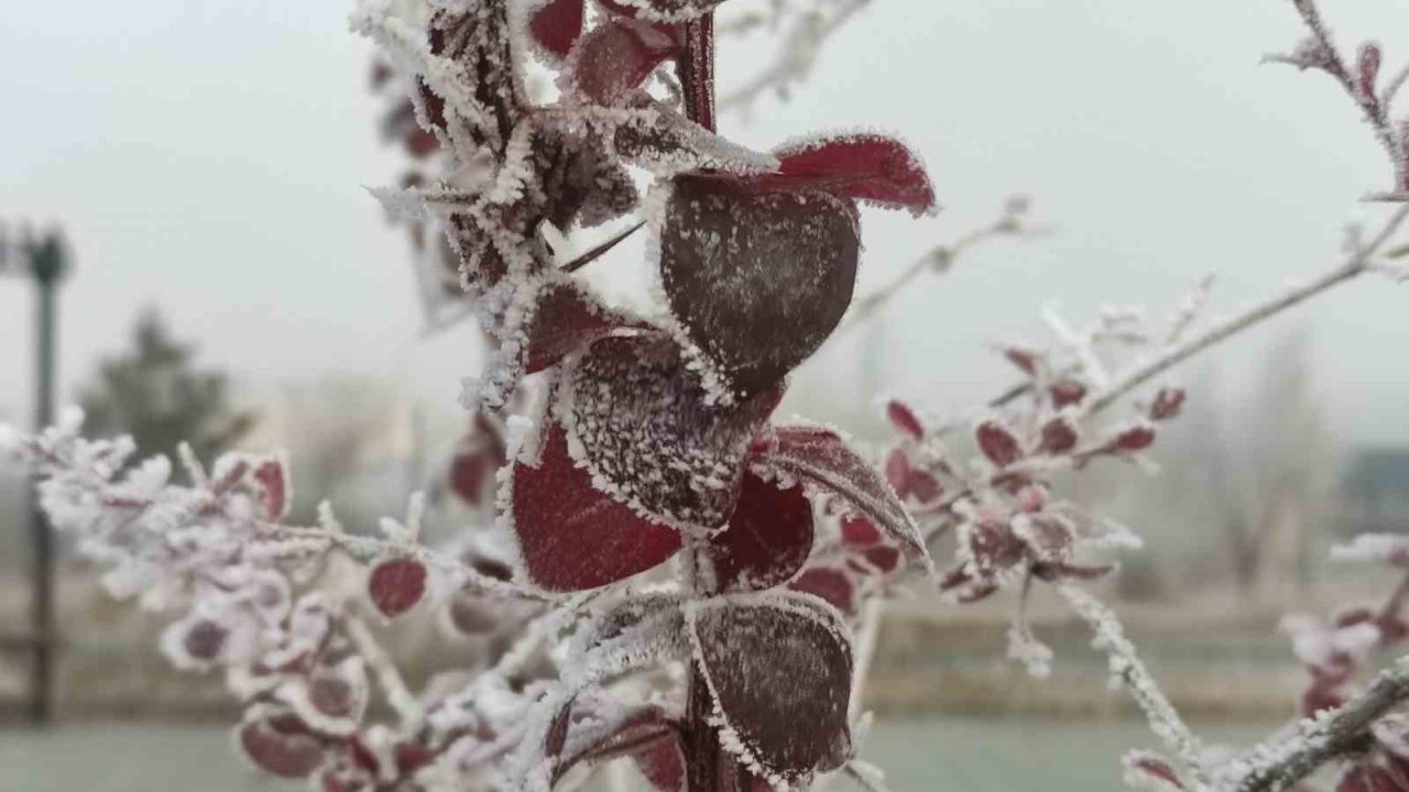 Göle eksi 13 derece, ağaçlar kırağı tuttu