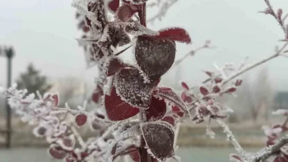 Göle eksi 13 derece, ağaçlar kırağı tuttu