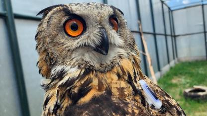 Iğdır'da 177 kuşa uydu verici takıldı