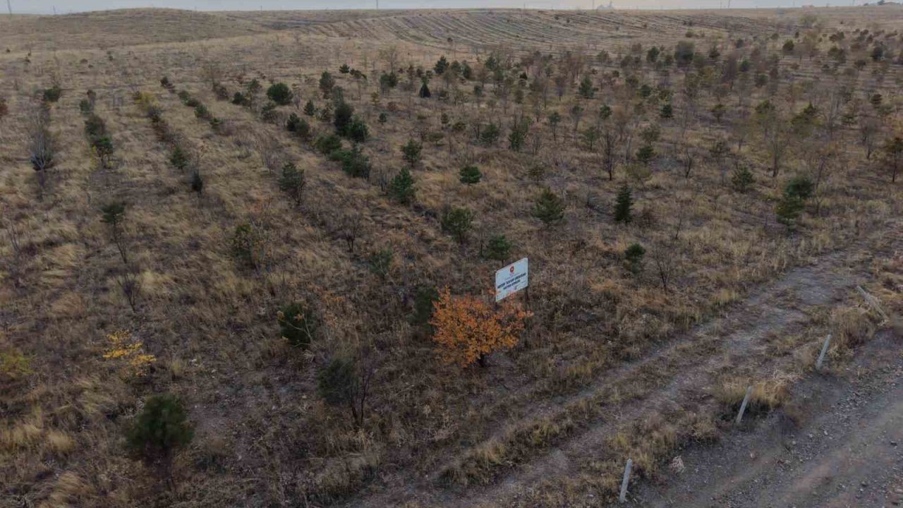 Iğdır’da fidanlar toprakla buluştu