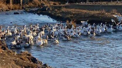 “İl dışından kaz getirilip Kars kazı olarak satılması etik değil "