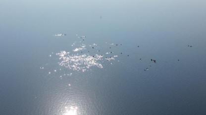 Kars Barajı göçmen kuşların geçiş noktası oldu