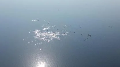 Kars Barajı göçmen kuşların geçiş noktası oldu