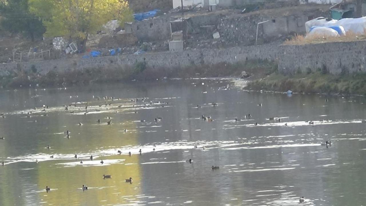 Kars Çayı, yeşilbaş ördeklere ev sahipliği yapıyor