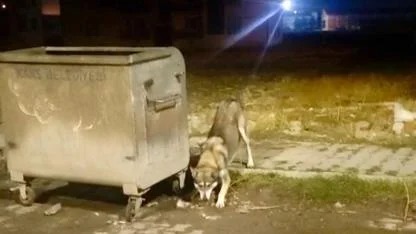 Kars'ta merkeze inen kurtlar çöp konteynerinde yiyecek aradı
