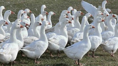 Kars’ta sofralarının vazgeçilmezi: ’Kar yiyen kazlar’ kesime hazır