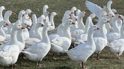 Kars’ta sofralarının vazgeçilmezi: ’Kar yiyen kazlar’ kesime hazır