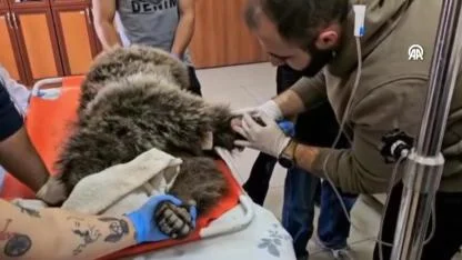 Sarıkamış’ta yaralı bozayının tedavisi sürüyor