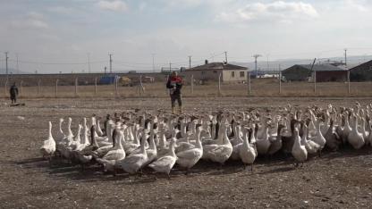 Kars'tan yıllık yaklaşık 2.5 milyon kaz sofralara sunuluyor