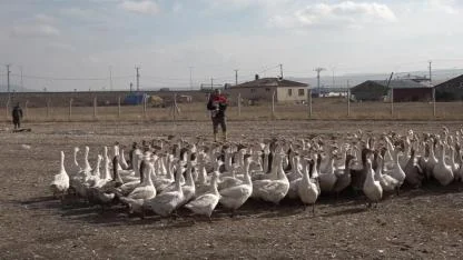 Kars'tan yıllık yaklaşık 2.5 milyon kaz sofralara sunuluyor