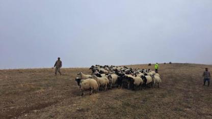 Kaybolan küçükbaş hayvanları bularak sahibine teslim edildi