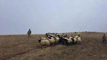 Kaybolan küçükbaş hayvanları bularak sahibine teslim edildi