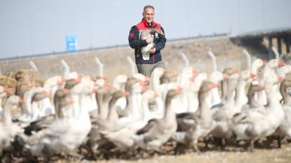 Kaz yetiştiriciliği Kars'ın ekonomisine katkı sağlıyor