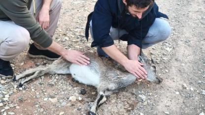 Köpeklerin saldırdığı yavru dağ keçisi telef oldu