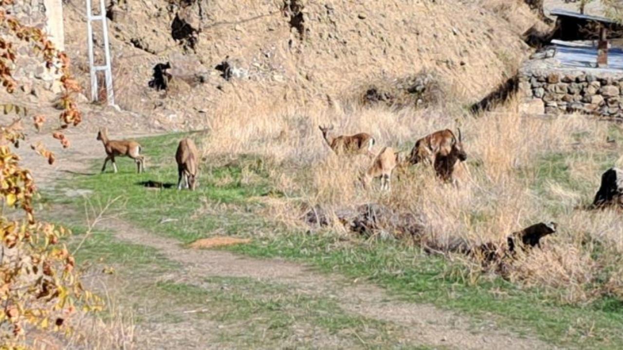 Köyde yaban keçileri özgürce otluyor