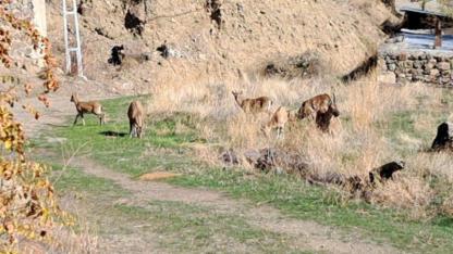 Köye inen yaban keçileri bahçelerde otluyor
