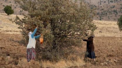 Köylüler toplanması zor olan alıç mesaisine başladı