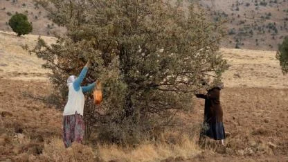 Köylüler toplanması zor olan alıç mesaisine başladı