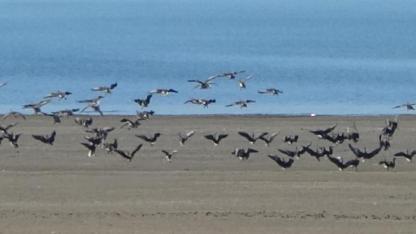 Küçük sakarcalar Erçek Gölü'nde mola verdi