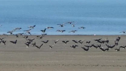 Küçük sakarcalar Erçek Gölü'nde mola verdi