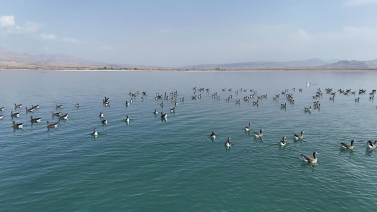 Küçük sakarcalar Erçek Gölü&#039;nde mola verdi