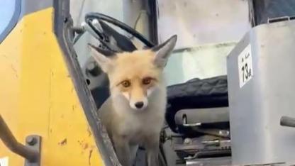 Sevimli tilki maden sahasının müdavimi oldu