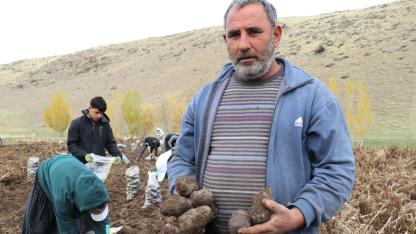 Mor patatesin hasadı başladı