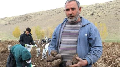 Mor patatesin hasadı başladı