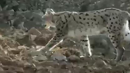 Nesli tükenme tehlikesi altında olan vaşak objektife takıldı