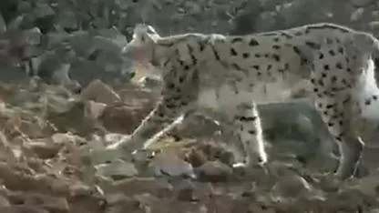 Nesli tükenme tehlikesi altında olan vaşak objektife takıldı