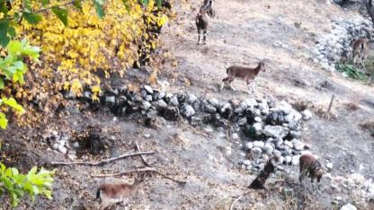 Özgürce dolaşan dağ keçileri, kartpostallık görüntüler oluşturuyor