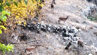 Özgürce dolaşan dağ keçileri, kartpostallık görüntüler oluşturuyor