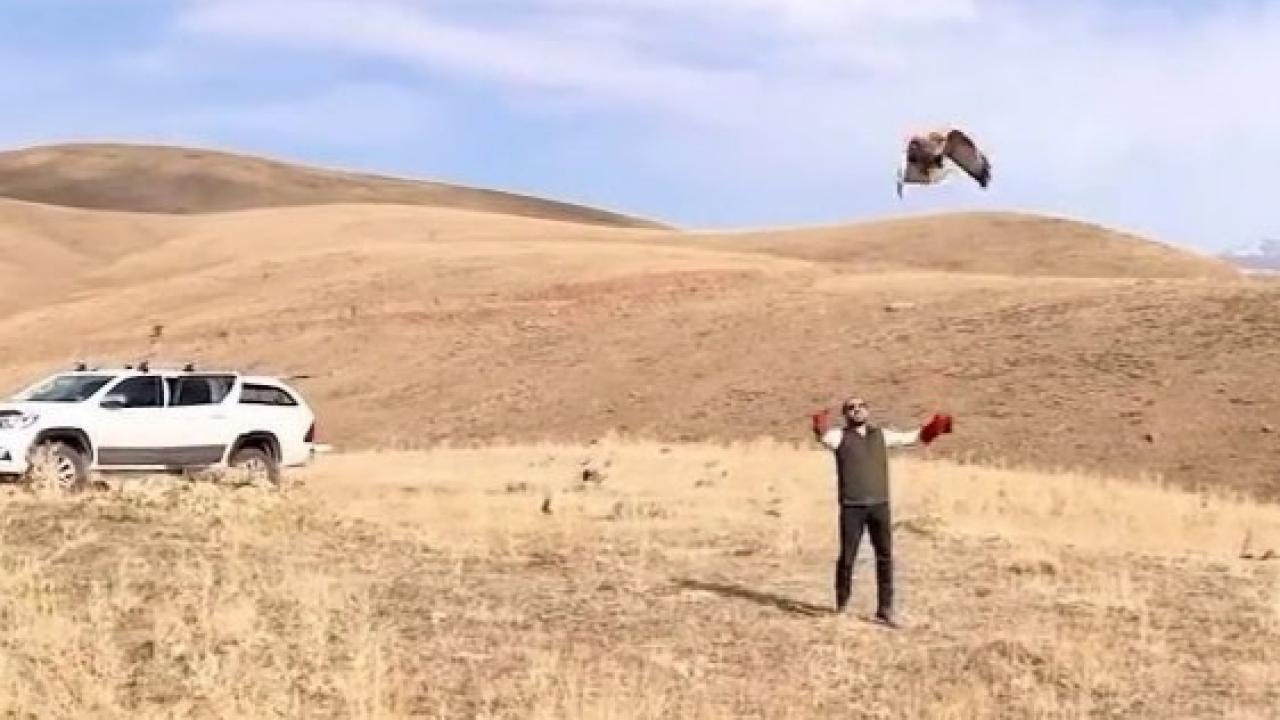 Sağlığına kavuşan kızıl şahin yeniden doğal yaşam alanına bırakıldı