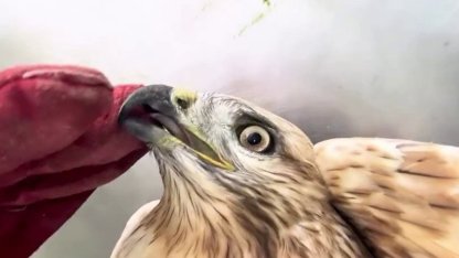 Sağlığına kavuşan kızıl şahin yeniden doğal yaşam alanına bırakıldı