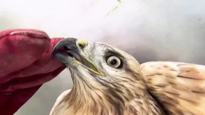 Sağlığına kavuşan kızıl şahin yeniden doğal yaşam alanına bırakıldı