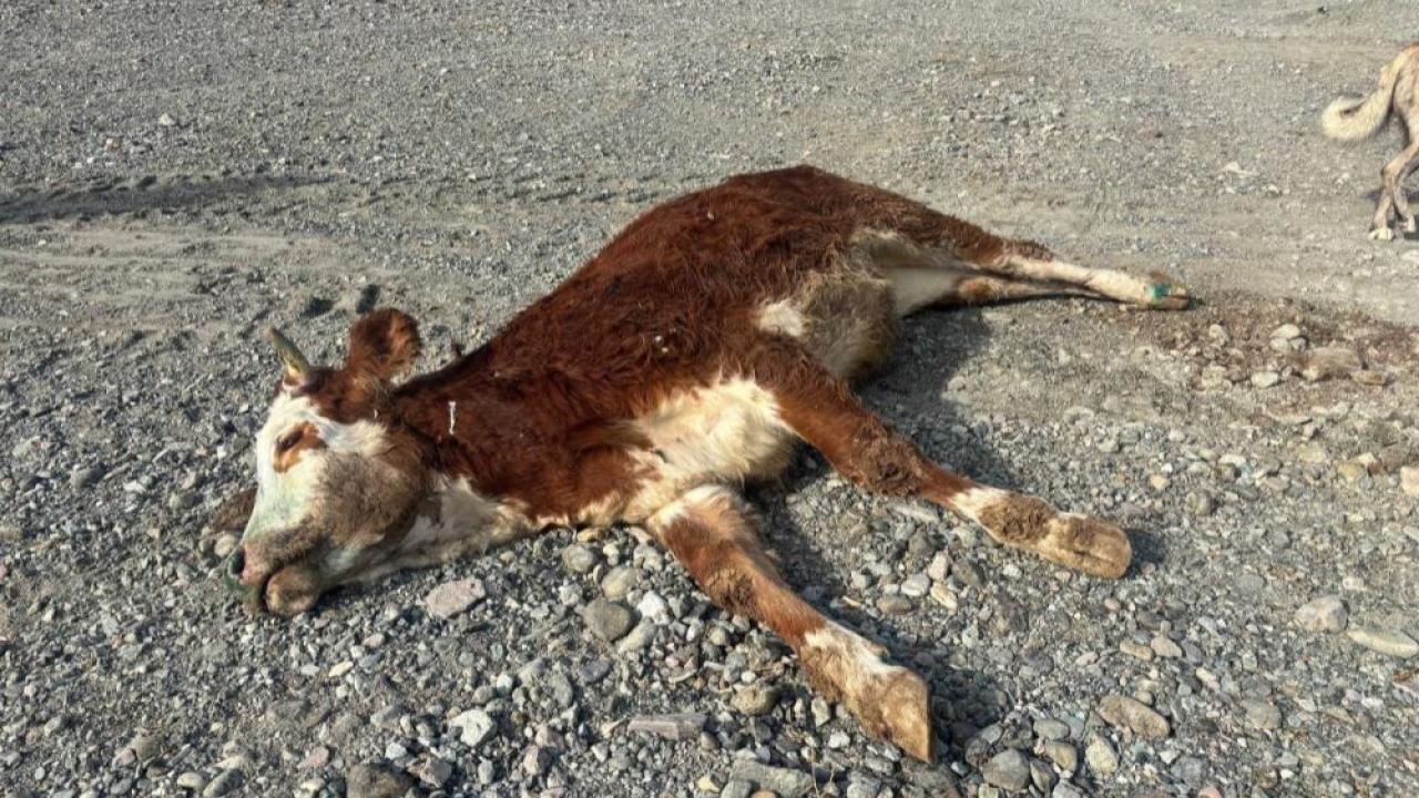 Şaplı hayvanların meraya atılması tepki topladı