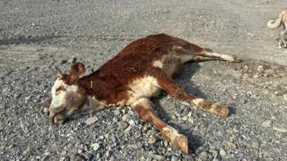 Şaplı hayvanların meraya atılması tepki topladı